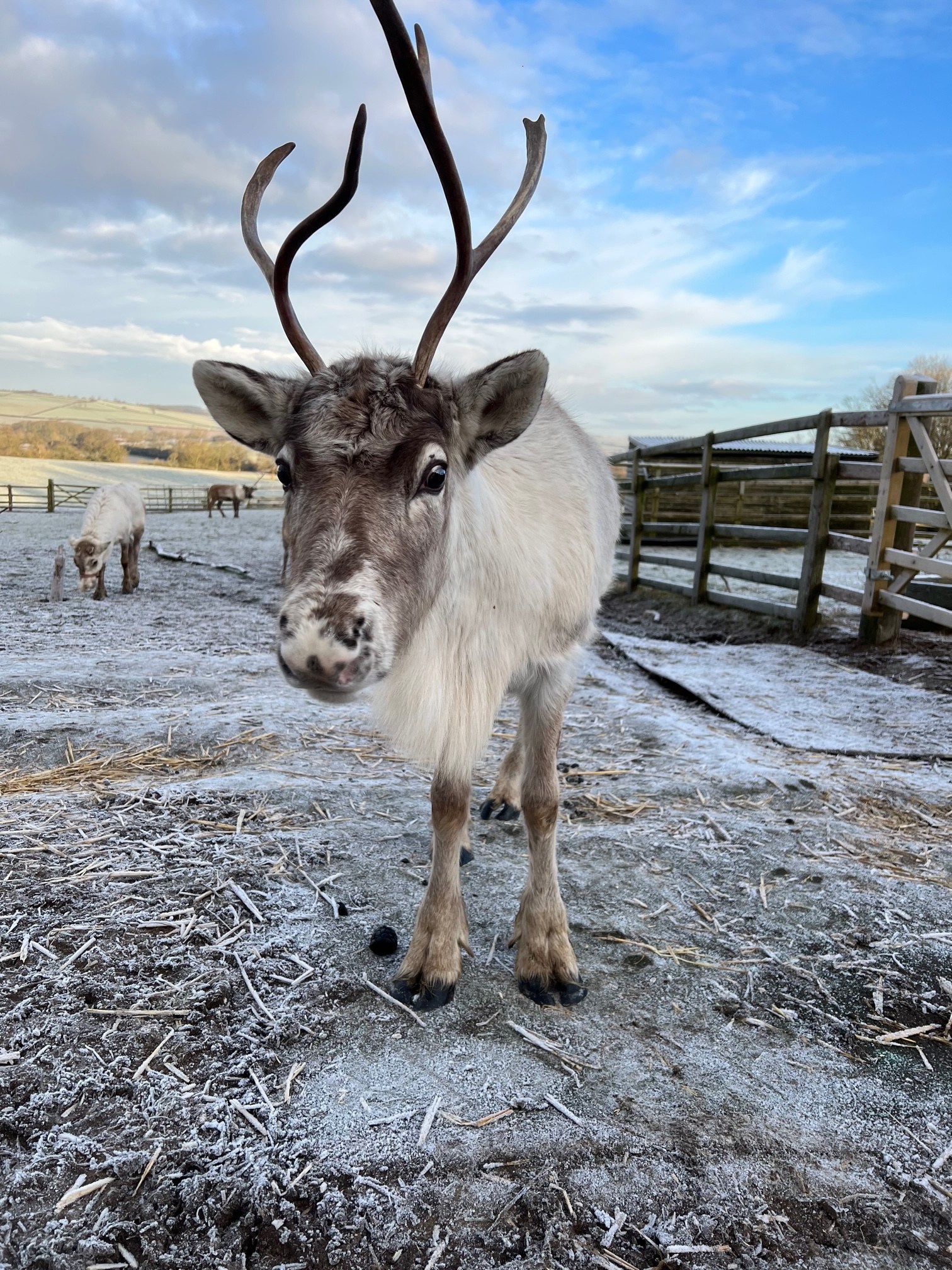 reindeer